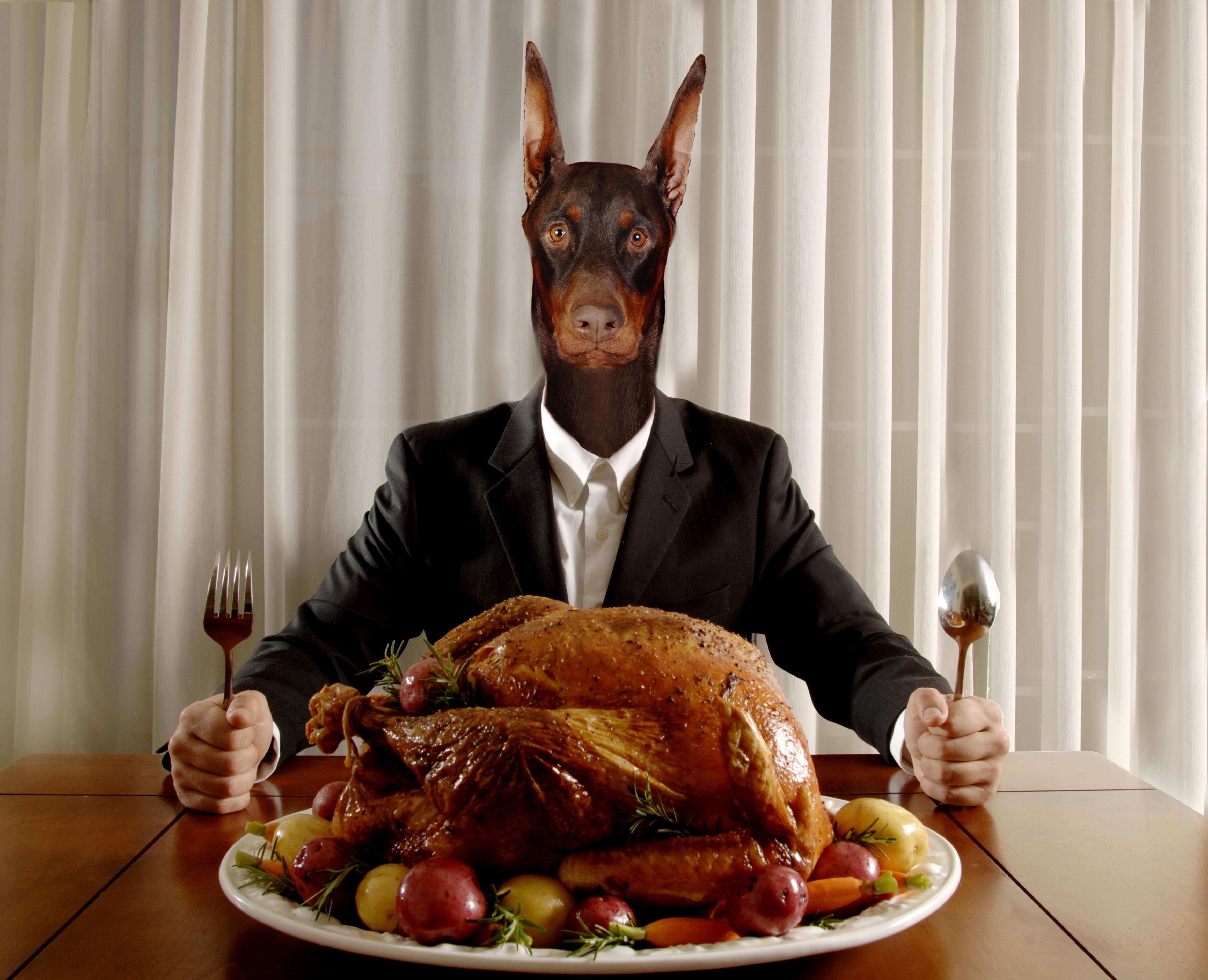 Dog-Man Eating turkey dinner