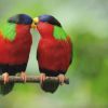 Love Talks - Parrots Whispering (XXL)