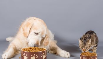 Close-Up Of Pets Eating Food Against Gray Background